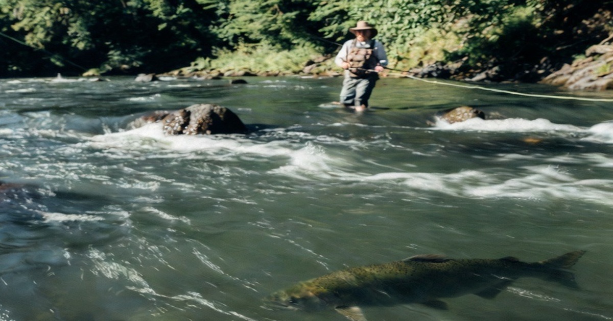 Rogue River Fish Counts – Cole Rivers Hatchery Data | Rogue Fly Fish