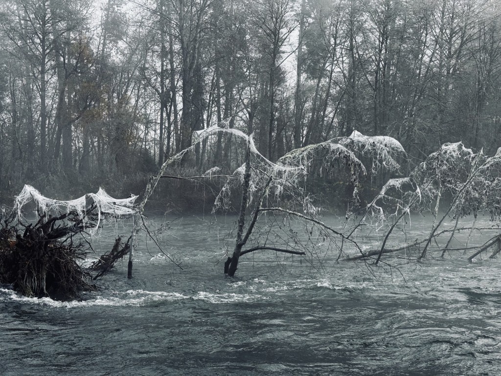 Middle Rogue misty run today